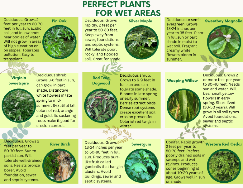 [Original size] FOYC native wet area plants (46.5 x 36 in) (1) - Copy - Copy
